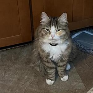 Lost Cat Tootie