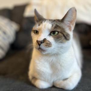 Lost Cat Yoda