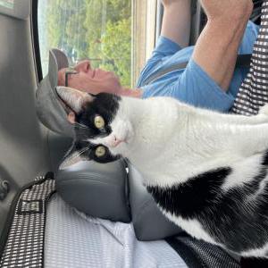 2nd Image of Miss Moppet, Lost Cat