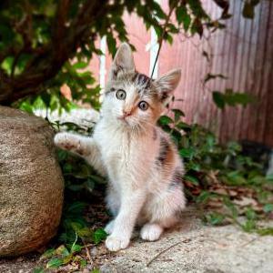 Lost Cat Bellatrix