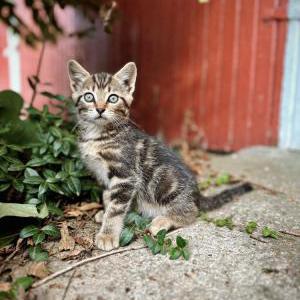 Lost Cat Caspian