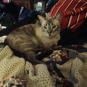 Lost Cat Milo