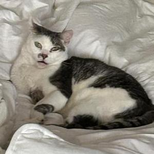 Image of Olive/Kitty, Lost Cat
