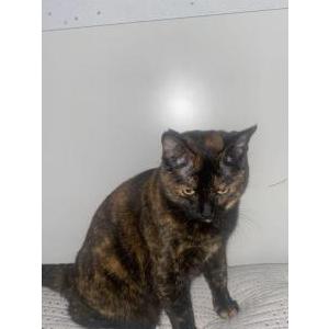 Lost Cat Lola