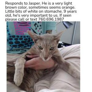 Lost Cat Jasper