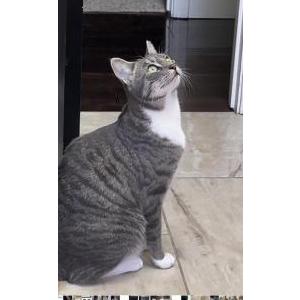 Image of Rex, Lost Cat
