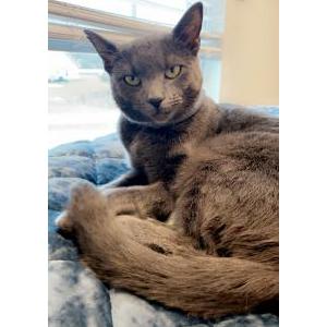 Lost Cat Kiggy