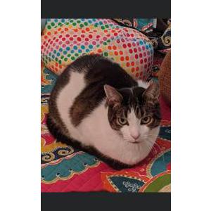 Lost Cat Henry