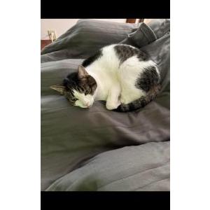 2nd Image of Henry, Lost Cat