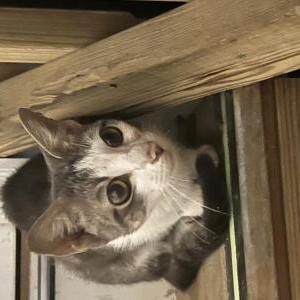 Found Cat Unknown