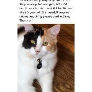 Lost Cat Charlie