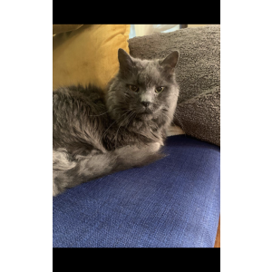 Lost Cat Felix