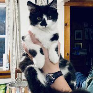 Lost Cat PingPong
