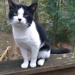 Lost Cat Butters