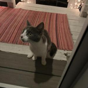 Found Cat Unknown