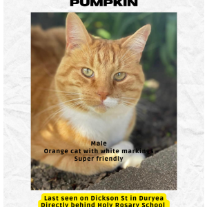 Lost Cat Pumpkin