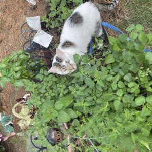 Lost Cat Dash cushing