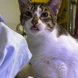 Lost Cat Moki