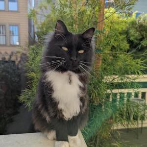 Lost Cat Irving