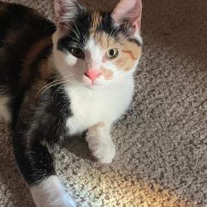 Lost Cat Ruby