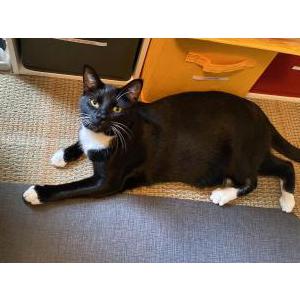 Lost Cat Bella (tuxedo color)