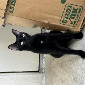 Lost Cat Binx