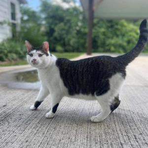 Lost Cat Henrique