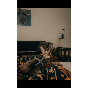 Lost Cat Willow