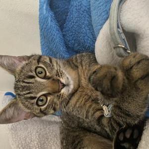 Lost Cat sage