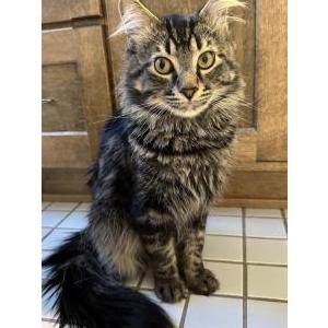 Lost Cat Atticus