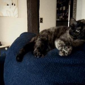 Lost Cat Penne
