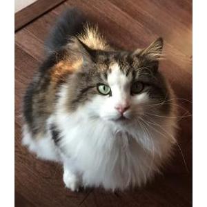 Lost Cat Buster