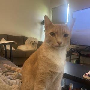 Lost Cat Stanley