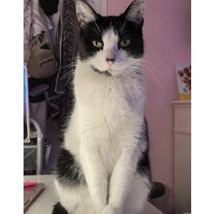 Lost Cat Oreo