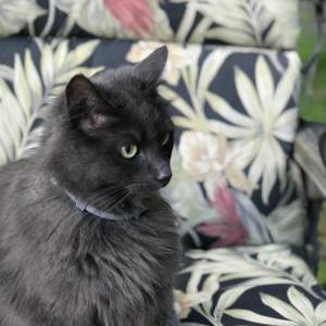 Lost Cat Lil'Bit