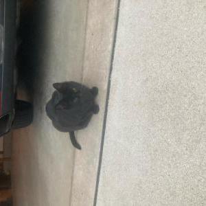Lost Cat Cash