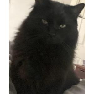 Lost Cat POOPS