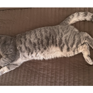 Lost Cat Silver Streak