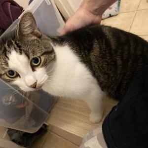 Lost Cat Blake