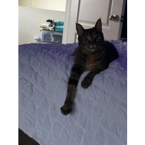 Lost Cat Taiga