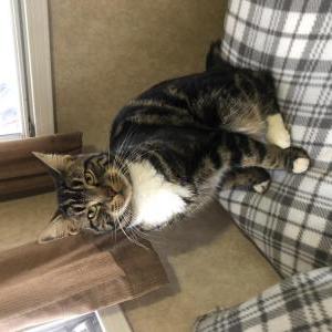 Lost Cat Theo