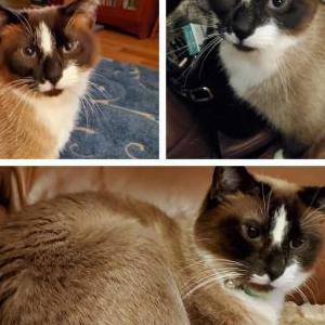 Lost Cat Benny