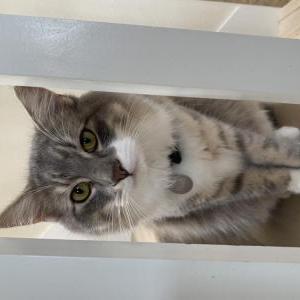 Lost Cat Rafi