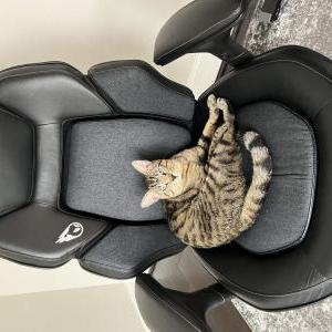 Lost Cat Turbo