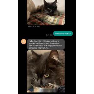 Lost Cat Harry