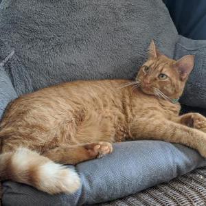 Lost Cat Scarlett