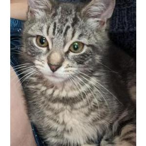 Lost Cat Sanji Tiger