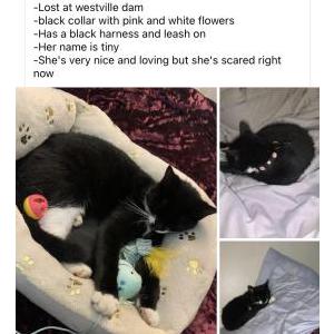 Lost Cat Tiny