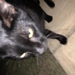 Image of Unknown, Found Cat