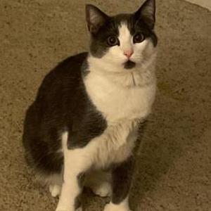 Image of Mitts, Lost Cat